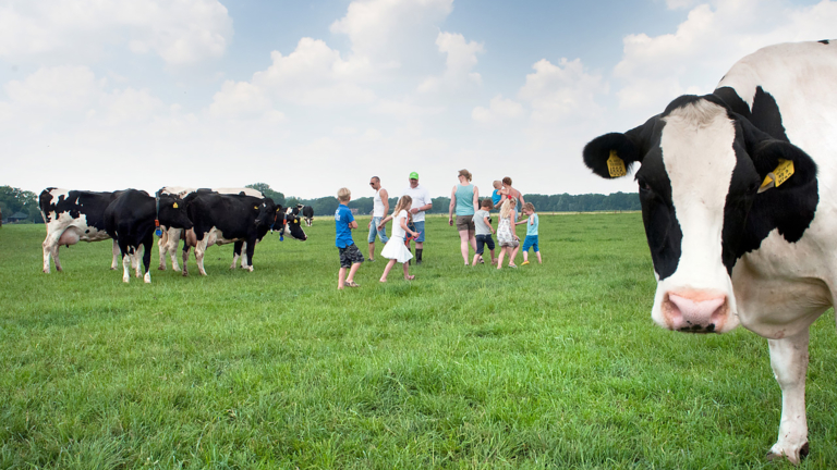 Familie Groot Zuidschermer en hun melkvee doen mee aan Campina Boerderijdagen 🗓