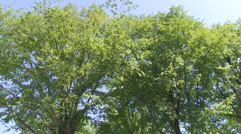 Gemeente Heiloo geeft richtlijnen voor plaatsing bomen op Bomenlijst