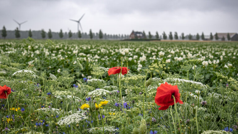 Provincie koopt 16,5 hectare grond in Egmond als ruilgrond voor bollenboeren