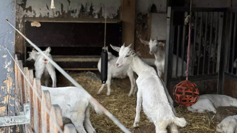 Einde voor veehouderij en zuivelafdeling Klompenhoeve, onzeker lot voor 250 geiten