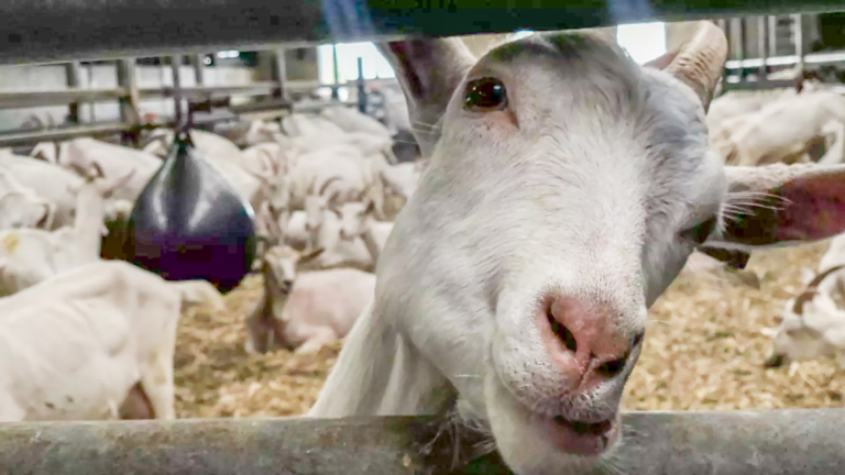 Boeren schieten 250 dakloze geitjes Klompenhoeve te hulp: helft verhuist naar Friesland